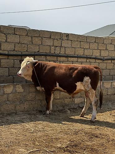 inək: İki baş təmiz qan erkək simmental dana satılır. Böyüyünün 1 yaşı var — 6