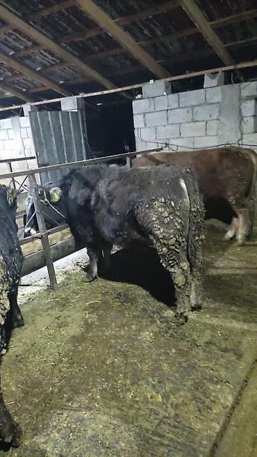 Коровы, быки: Продаю | Бык (самец) | На откорм — 18