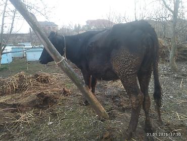 Inəklər, öküzlər: Qara dügə 8 aylıq boğazdır sakit heyvandi Qiymət 2100 Sarı dişi dana — 6