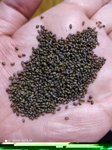беде урук багира: Семена люцерны, Высший сорт,Элита,семилетка, обработанные