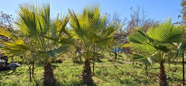 ev gülleri ve adları: Məhsul: Dekorativ xurma ağacı – fan formalı yarpaqlı (Washingtonia