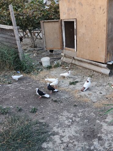 Balıqlar: Göycəklər, müxtəlif rənglərdə və naxışlarda mövcud olan quşlardır. Bu