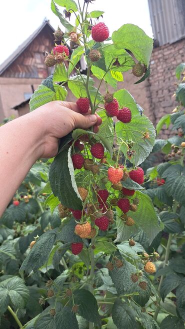 клубника свежая купить: Малина В розницу, Самовывоз