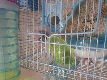 Gəmiricilər: Hamster ailəsi yuva ile birge satilir.umumilikde 5 i kicik olmaqla — 4