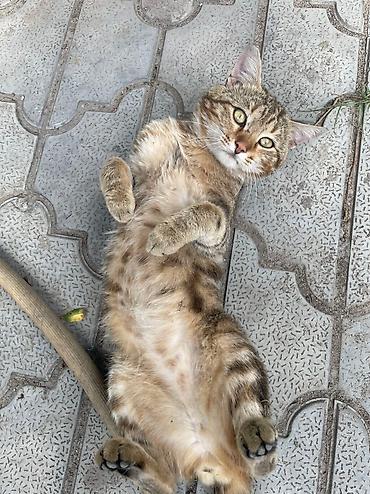 Продажа кошек: Котик бенгал зовут Элвис — 5