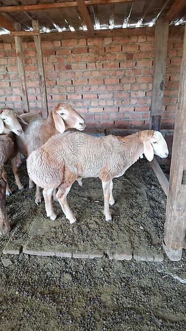 кошки сиамская: Продаю | Баран (самец) | Гиссарская | Для разведения — 3