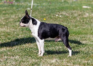 ovcar kuce: Boston terrier zreli muzjak 2,5 godine odlicnog karaktera i porekla — 2