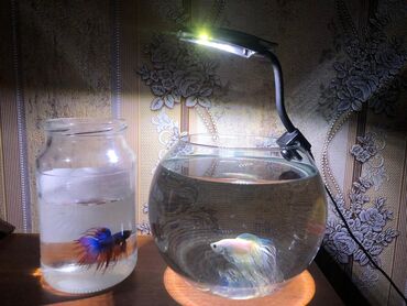 akvarium filter: Yumru akvarium, Balıqlarla birlikdə, 3 l, Ünvandan götürmə