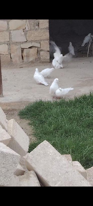 Göyərçinlər: Kom bir nesil 12 tük ağlar çılpaq 23 quşdu kom 220 m - Növ: ev — 4