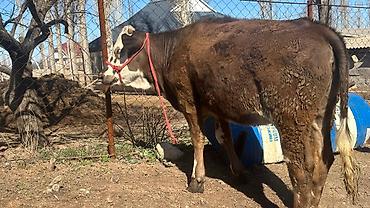 Коровы, быки: Продаю | Тёлка | Симментальская | На забой, Для разведения, Для молока | Племенные, Не стельные, Искусственник — 9