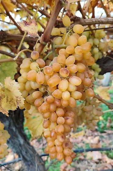 Meyvə və giləmeyvə: Məhsul: Qırmızı/çəhrayı süfrə üzümü (salxım) - Böyük, sıx salxımlar; — 2