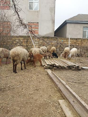 Qoyunlar, qoçlar: Razılaşma yolu ilə çox təcili satılır.balalı balasız fərq etmir — 3