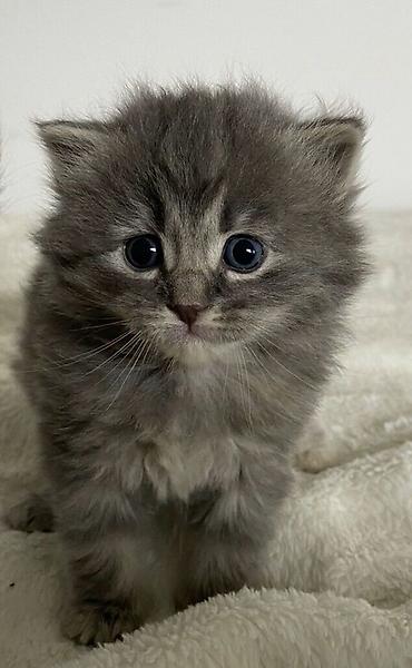 Продажа кошек: 🎁 Полностью домашние, к лотку и миске приучены (ну, почти — они — 3