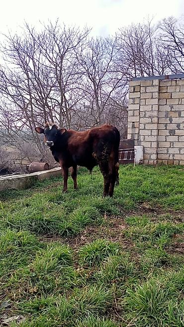 Digər heyvanlar: İney ve balasi satılır — 9