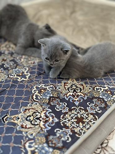 кошки британцы цена: Британские короткошёрстные котята - Окрас: голубой (плюшевые серые — 1