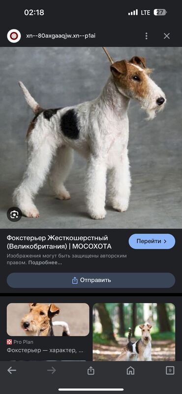 советские игрушки для мальчиков: Продаю элитную породу собак. Фокстерьер жесткошерстный, мальчик, 3