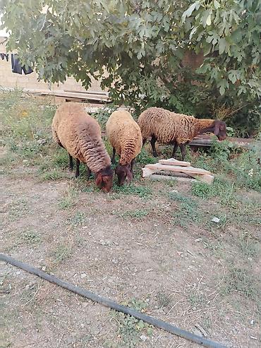 Qoyunlar, qoçlar: Qoyun sürüsü – 3baş - Növ: ehtimalən yerli ətlik/yunlu tip — 7