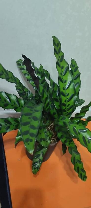 Женское счастье (Спатифиллюм): Комнатные растения — декоративнолистные сорта 1) Спатифиллум (на фото — 6