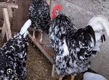суточные цыплята бишкек: В продаже инкубационное яйцо пёстрого австалорпа. Цыплята под заказ