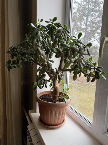 Денежное дерево: Комнатные растения в горшках - Дерево крассула (денежное дерево — 9