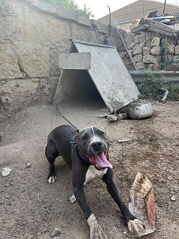 İtlər: Pitbul -da lalafo.az — 10 İtlər: Pitbul — 10
