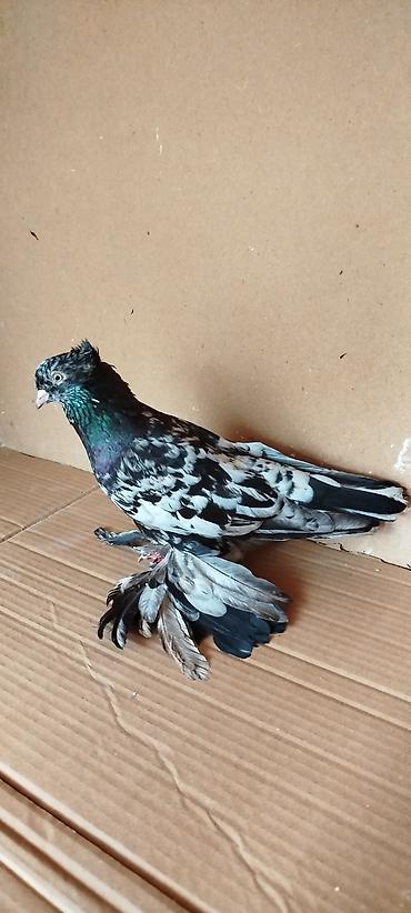 попугай ара цена: Hazır cüt iri lələylilər satılır əbrəş Erkəydi qara mayadı hər ikisidə — 4