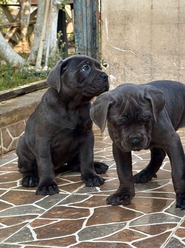 İtlər: Kane-Korso — 2