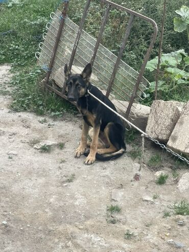 coban it adlari: Alman çoban iti, 5 ay, Erkek, Peyvəndli, Ünvandan götürmə