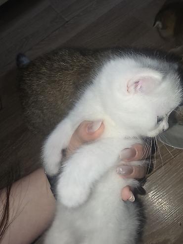 Кошки: Шотландская, Самка, Бесплатная доставка — 5