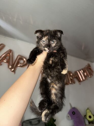 большие кошки: Мейн-кун, 1 месяц, Девочка, Метис, Приучена к лотку