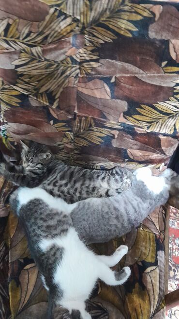 домашние котята: Отдам милых котят в добрые руки. 3 месяца