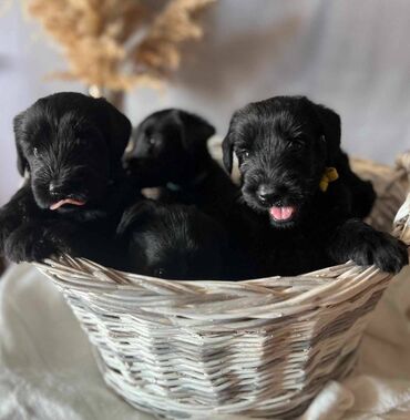 Psi: Veliki Crni Snaucer štenci vrhunskog izlozbenog porekla na prodaju — 1