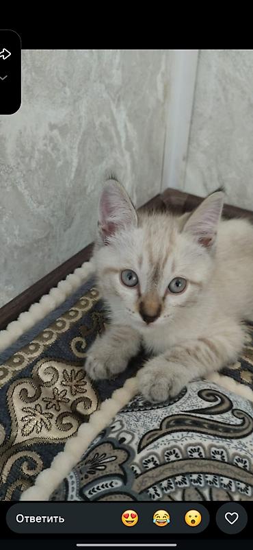 кошка регдолл: 2 месяца, Мальчик, Приучена к лотку — 1