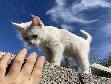 кошка 124: Отдаю котят 2 мес 2 мальчика 1 девочка район кок жар жилмассив — 2