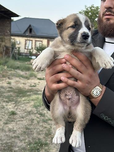 Продажа собак: Алабай, 1 месяц, Самец — 2