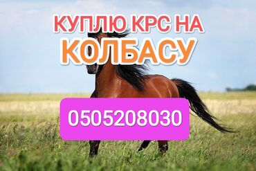 силос продаю: Куплю | Коровы, быки, Лошади, кони | Круглосуточно, Любое состояние, Забитый