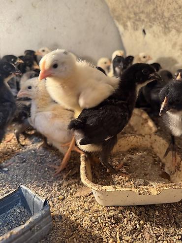Птицы: Продаю цыплят — 8