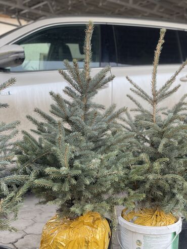 Декоративные деревья: Продаются елки🌿🌲 От 60 до 160см. С хорошим комом. Идеально подойдет at lalafo.kg — 3 Декоративные деревья: Продаются елки🌿🌲 От 60 до 160см. С хорошим комом. Идеально подойдет — 3