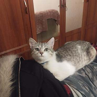 pişik satılır: Şotland, Dişi, Ünvandan götürmə, Pulsuz çatdırılma, Ödənişli çatdırılma — 1