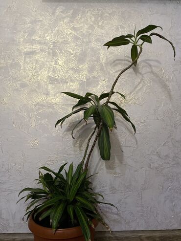 дом растение пальма: Продаём комнатные цветы 
Англагема
Пальма 
Внизу 
Отростки пальмы