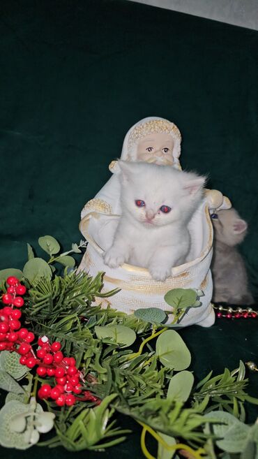 Pişiklər: Şotland, Ünvandan götürmə — 2