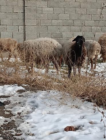 Баран, овца: Продаю | Овца (самка) | Для разведения — 8