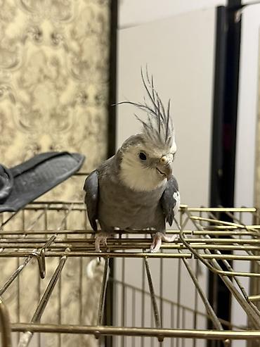 feniks quşu: Nimfa (cockatiel) – boz-ağ rəngli, qalxan daraqlı gözəl ev quşu — 4