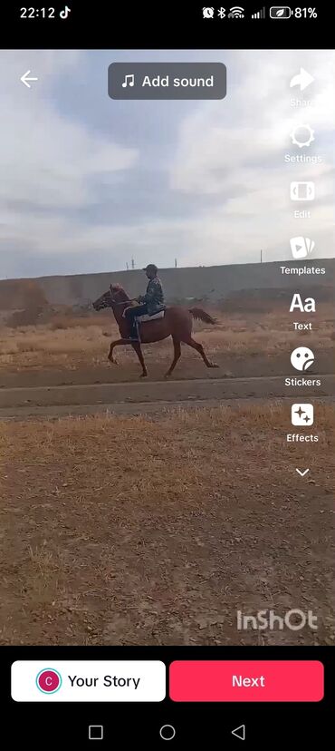 heyvanlara verilen xususi adlar: Atlar