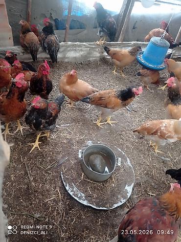 tap az qusar heyvanlar: Salam bu gorduyunuz lider sortu HEM ETLIK HEMDE YUMRTALIGUCUN — 10