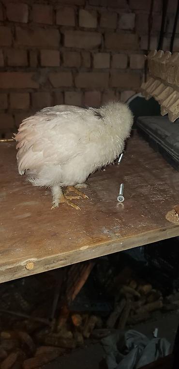 Куры, петухи: Продаю | Цыплята | Для разведения — 33