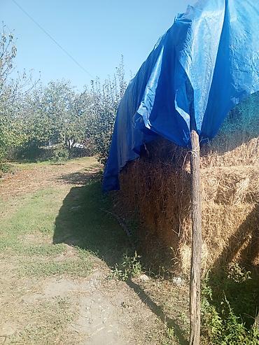 betta baligi satis: 250 ədəd ot Presi qiyməti 4 manat 1 lapet açıq ot 200 manat — 5