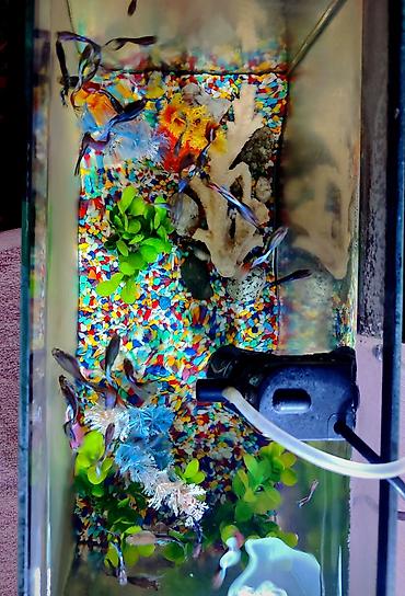 Рыбы: Продаются 2 аквариума с рыбками гуппи 🐠 В комплекте: ^ два ухоженных — 8