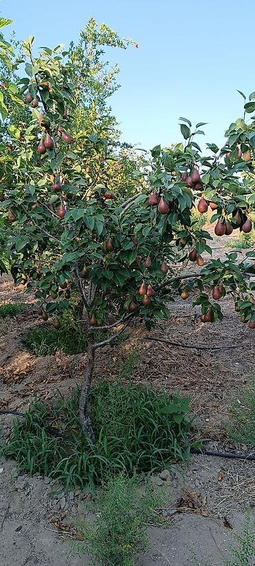 heyet gulleri ve adlari: 5 sot torpag sahesi satır zire kendi cxarşı var asvalt yola 400metr — 1
