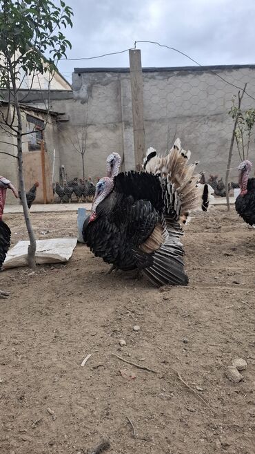 Hinduşka: Erkək, Amerika, Damazlıq, Ünvandan götürmə — 10